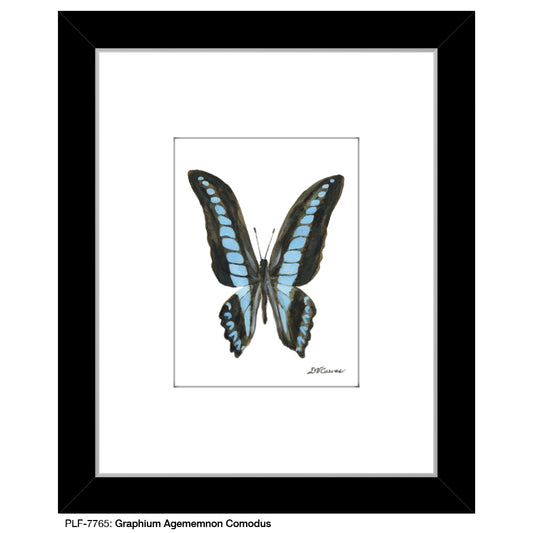 Graphium Agememnon Comodus, Print (#7765) - Printed Canvas