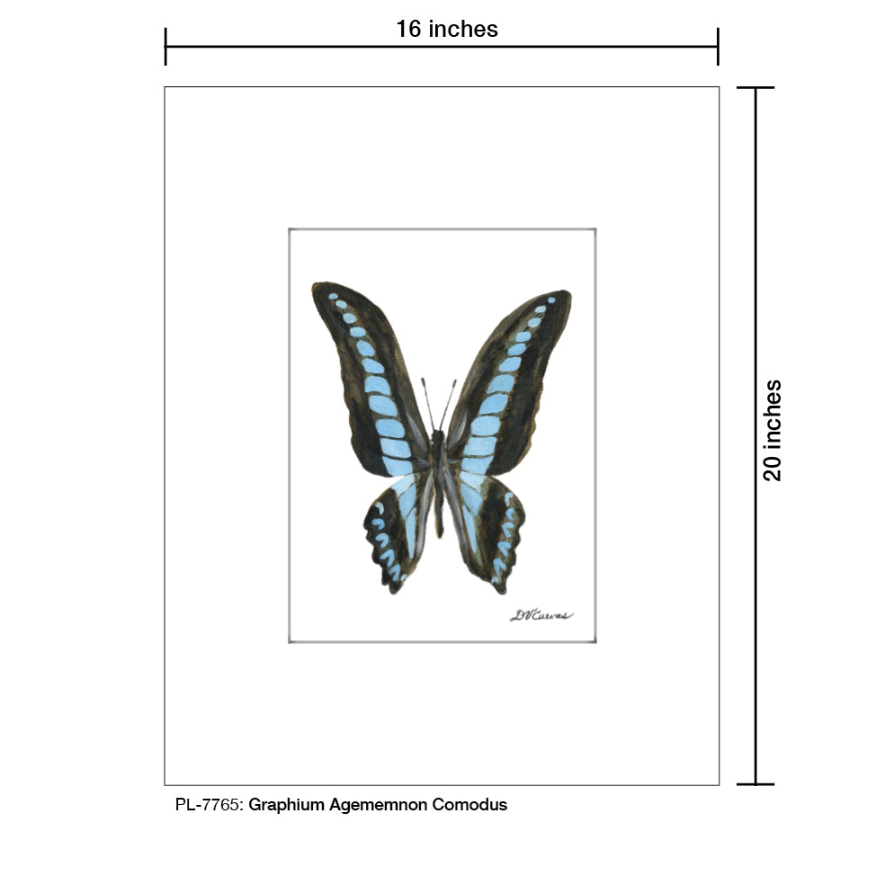 Graphium Agememnon Comodus, Print (#7765) - Printed Canvas