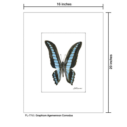 Graphium Agememnon Comodus, Print (#7765) - Printed Canvas