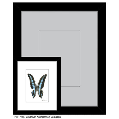 Graphium Agememnon Comodus, Print (#7765) - Printed Canvas