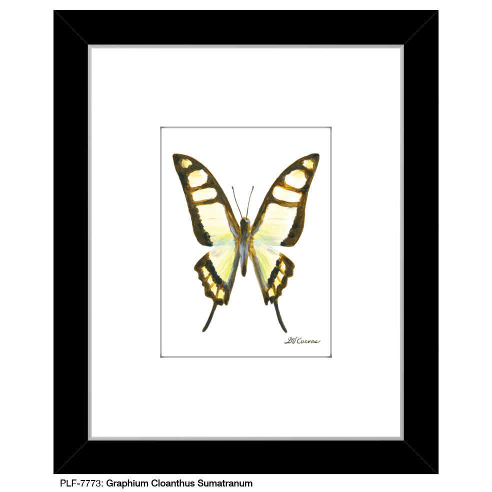 Graphium Cloanthus Sumatranum, Print (#7773A), Print Matted, www.printedcanvas.com