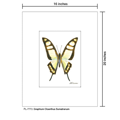 Graphium Cloanthus Sumatranum, Print (#7773A), Printe Matted, www.printedcanvas.com