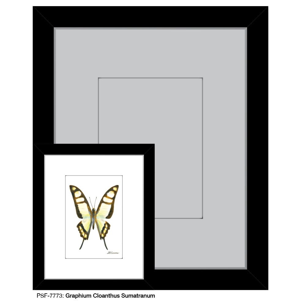 Graphium Cloanthus Sumatranum, Print (#7773A), Print Matted, www.printedcanvas.com