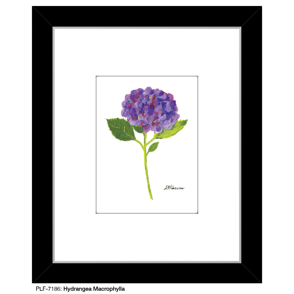 Hydrangea Macrophylla, Print (#7186) - Printed Canvas
