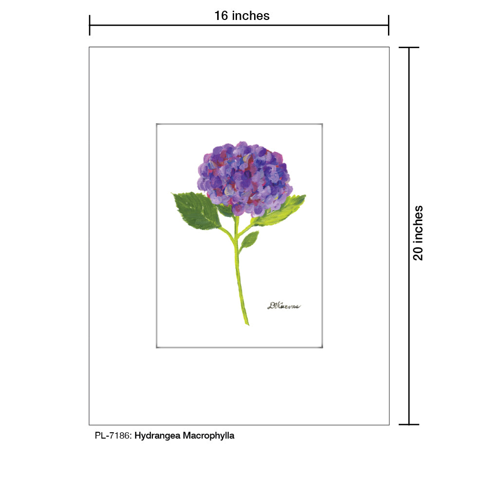 Hydrangea Macrophylla, Print (#7186) - Printed Canvas