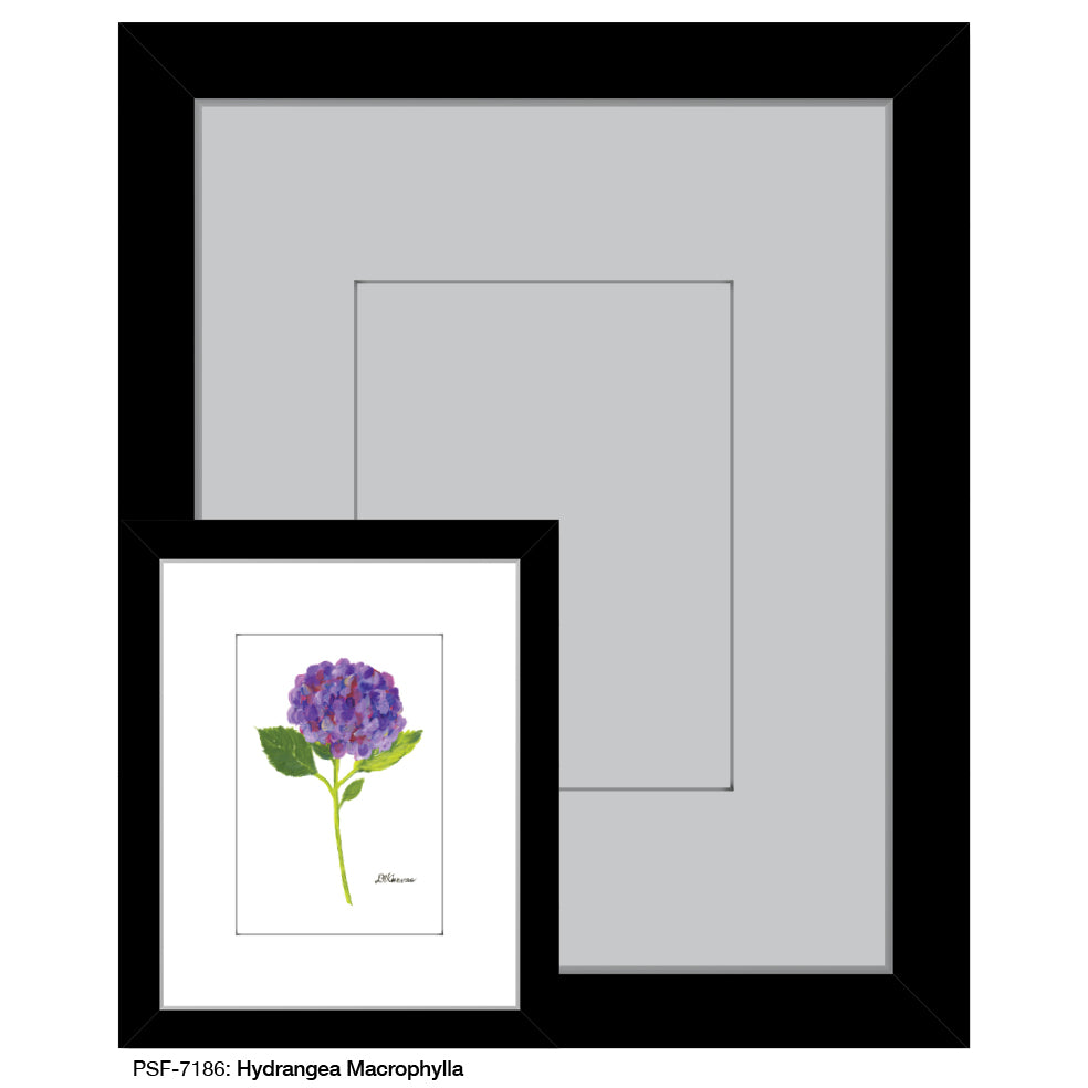 Hydrangea Macrophylla, Print (#7186) - Printed Canvas