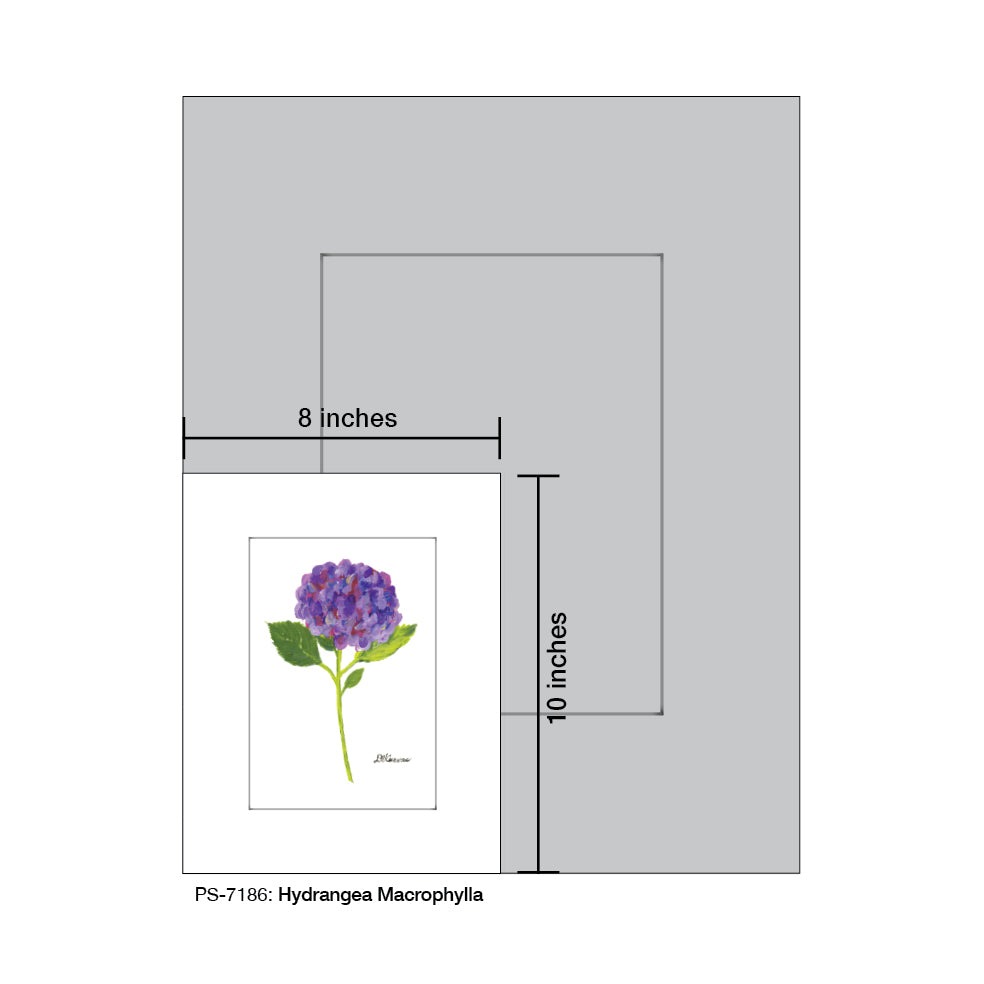 Hydrangea Macrophylla, Print (#7186) - Printed Canvas