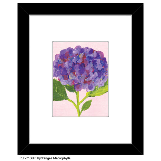 Hydrangea Macrophylla, Print (#7186H) - Printed Canvas