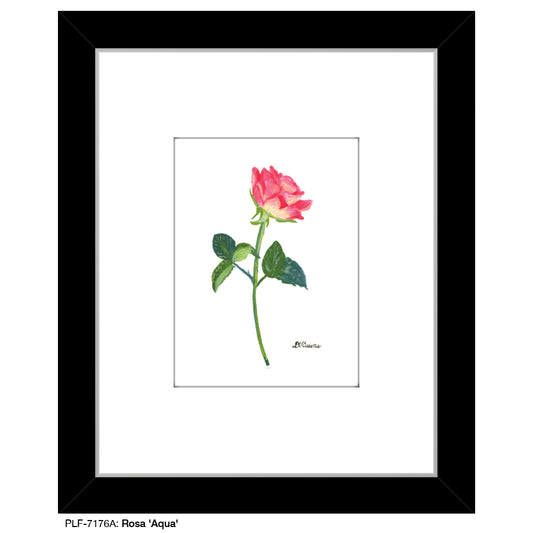 Rosa 'Aqua', Print (#7176A) - Printed Canvas