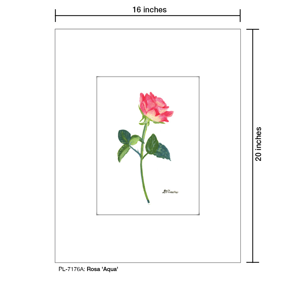Rosa 'Aqua', Print (#7176A) - Printed Canvas