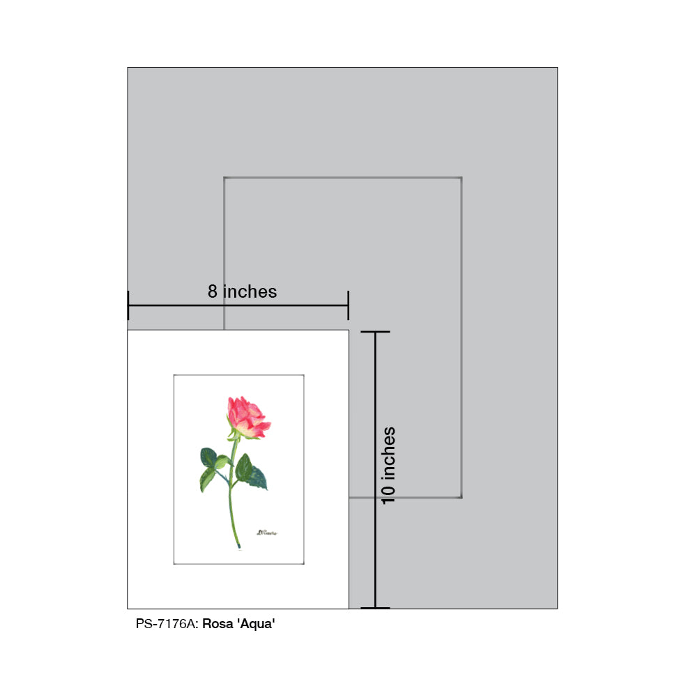Rosa 'Aqua', Print (#7176A) - Printed Canvas
