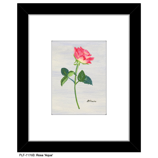 Rosa 'Aqua', Print (#7176B) - Printed Canvas