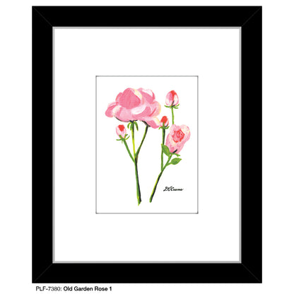 Old Garden Rose 1, Print (#7380) - Printed Canvas
