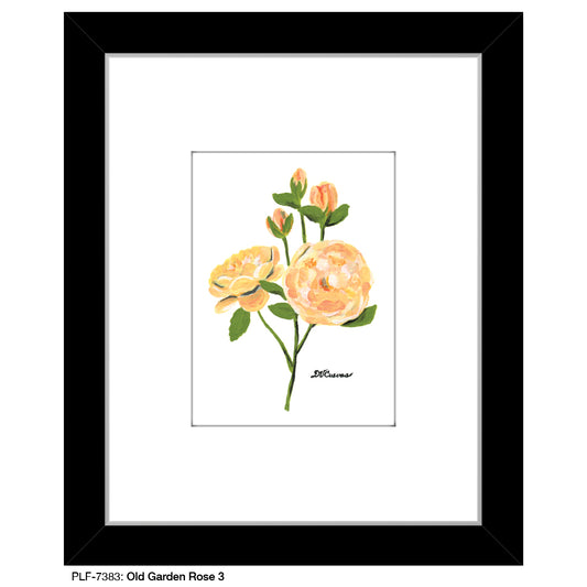 Old Garden Rose 3, Print (#7383) - Printed Canvas