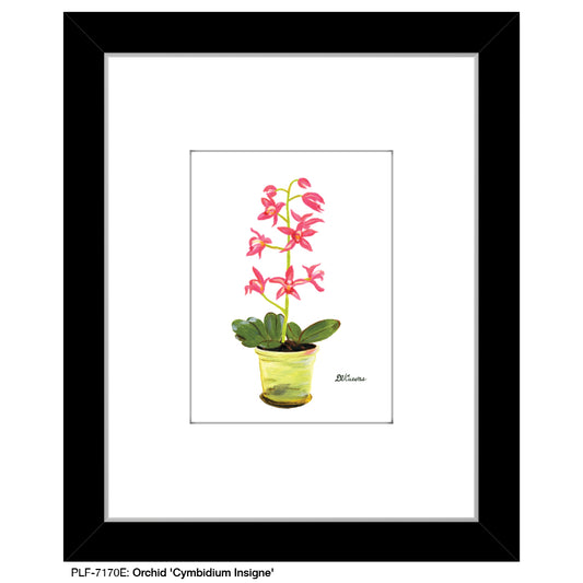 Orchid 'Cymbidium Insigne', Print (#7170E) - Printed Canvas