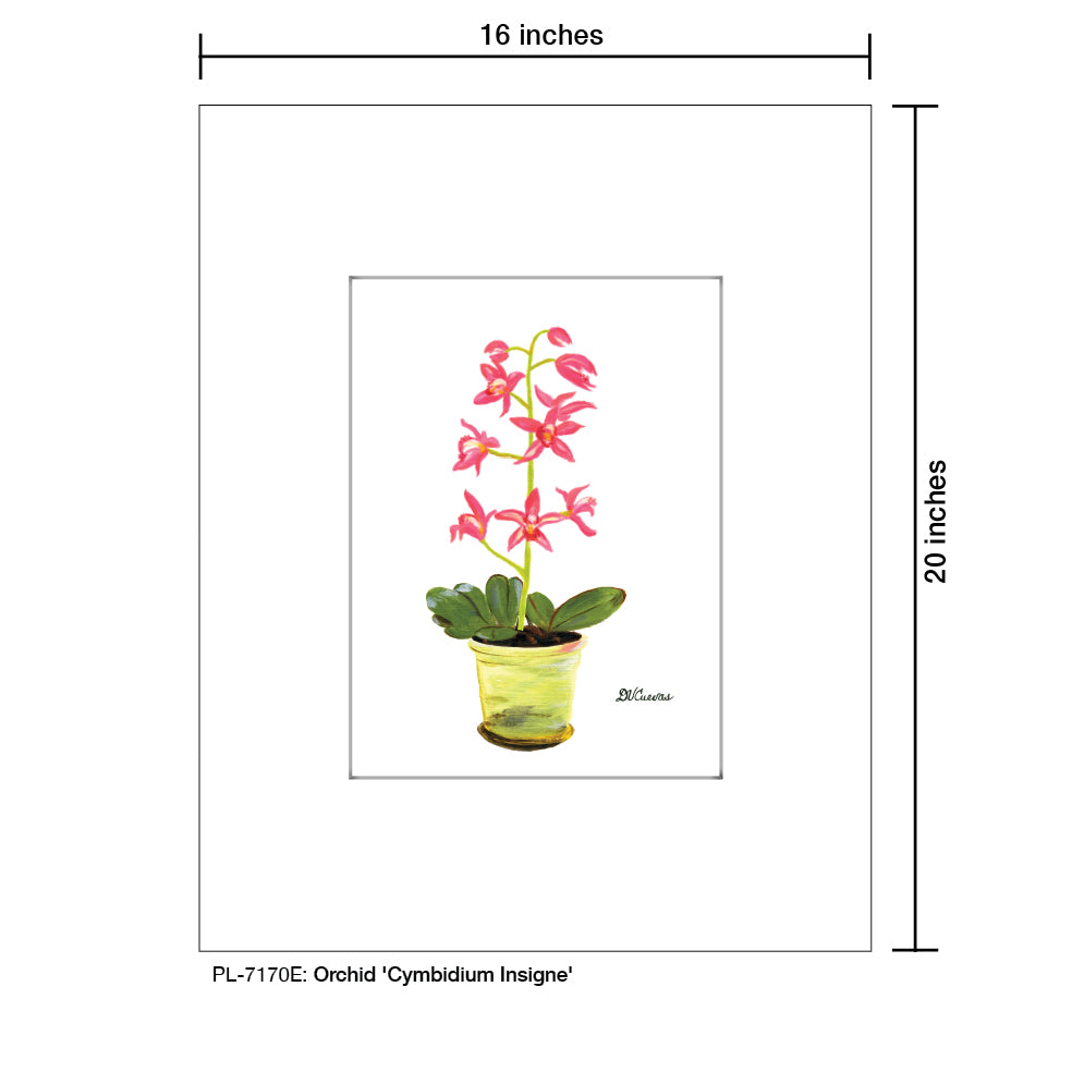 Orchid 'Cymbidium Insigne', Print (#7170E) - Printed Canvas