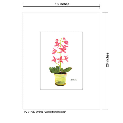 Orchid 'Cymbidium Insigne', Print (#7170E) - Printed Canvas