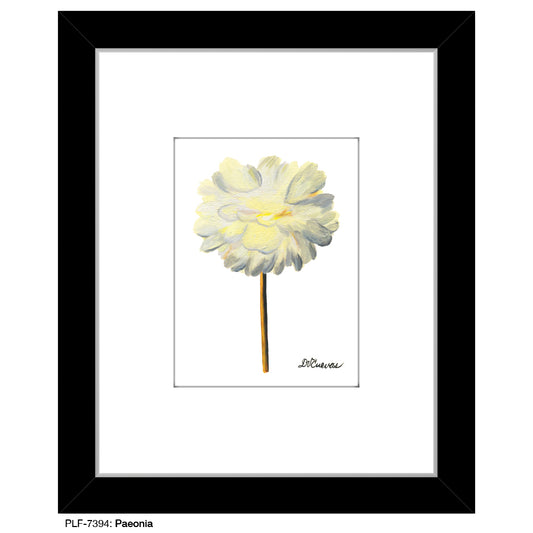 Paeonia, Print (#7394) - Printed Canvas