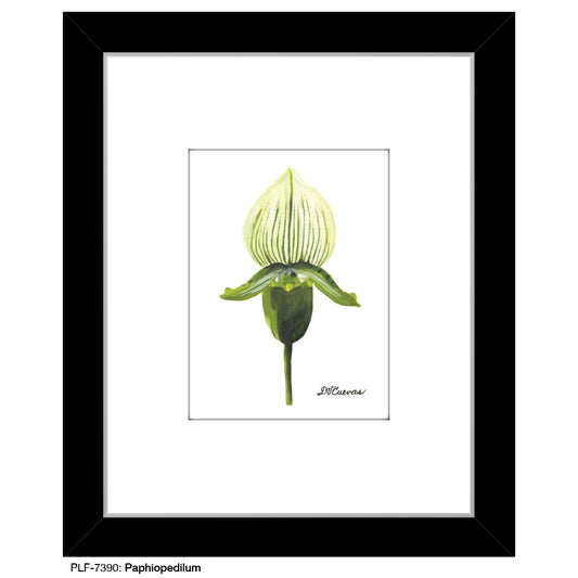 Paphiopedilum, Print (#7390) - Printed Canvas