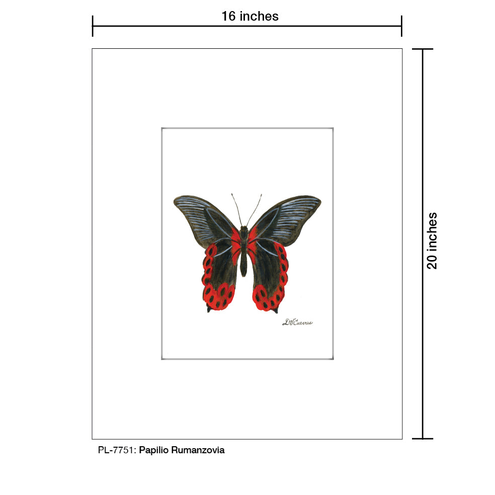 Papilio Rumanzovia, Print (#7751) - Printed Canvas