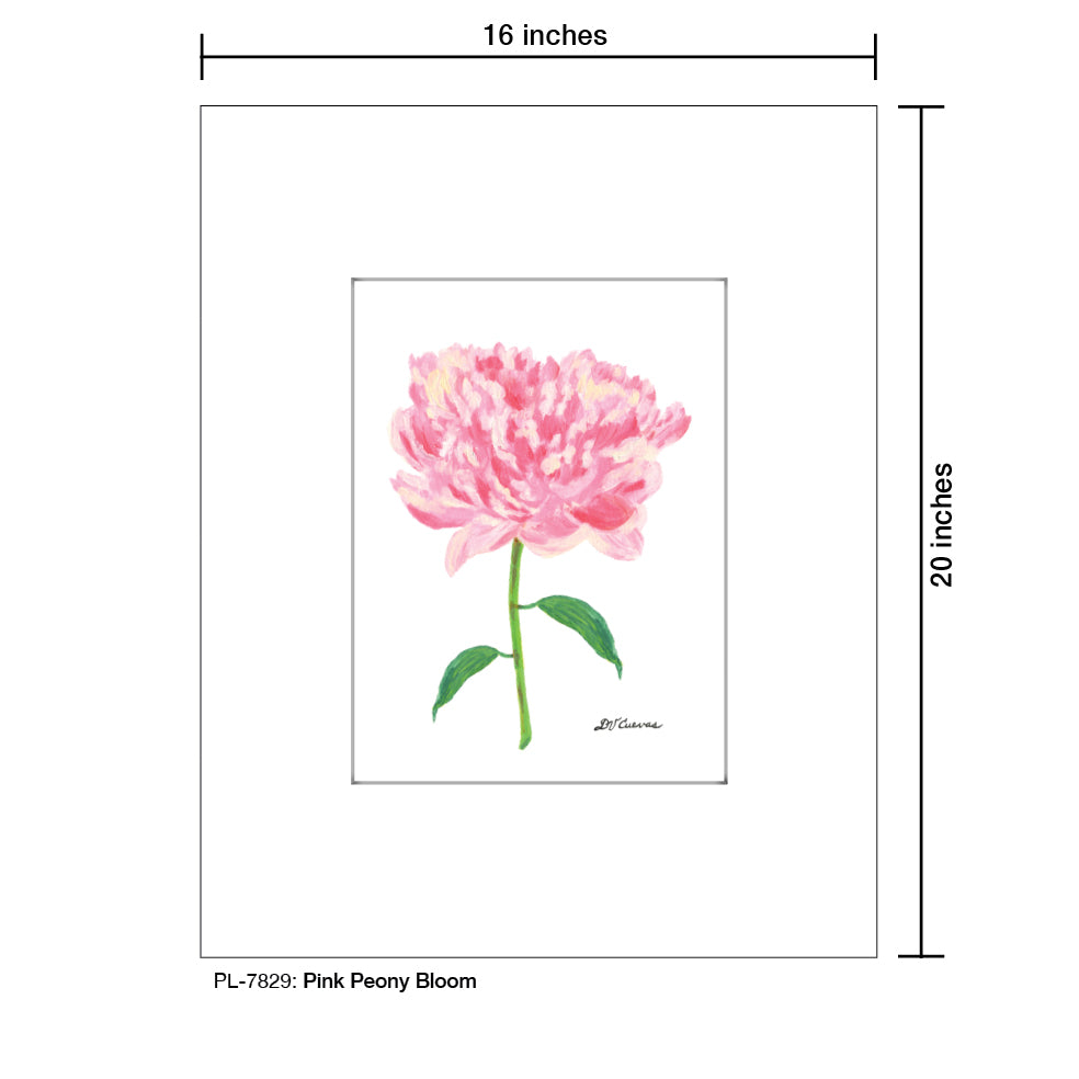 Pink Peony Bloom, Print (#7829A), Printe Matted, www.printedcanvas.com
