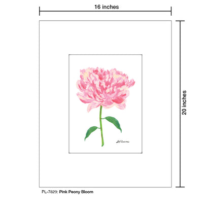 Pink Peony Bloom, Print (#7829A), Printe Matted, www.printedcanvas.com