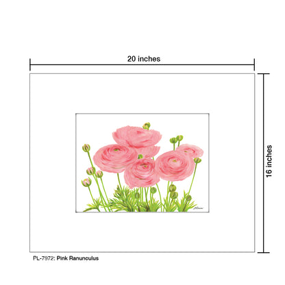 Pink Ranunculus, Print (#7972A), Printe Matted, www.printedcanvas.com