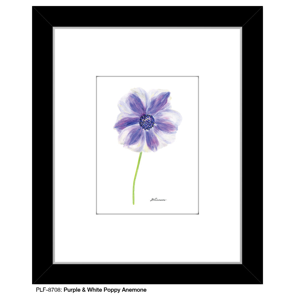 Purple & White Poppy Anemone, Print (#8708D), Print Matted, www.printedcanvas.com