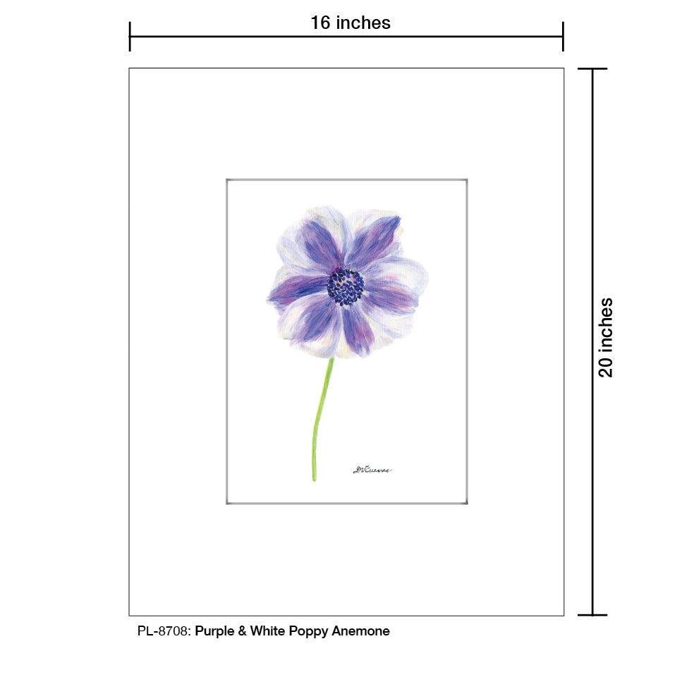 Purple & White Poppy Anemone, Print (#8708D), Printe Matted, www.printedcanvas.com