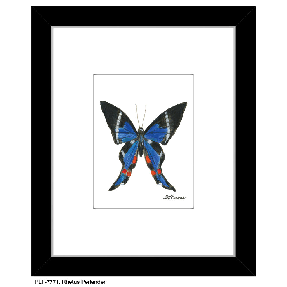 Rhetus Periander, Print (#7771) - Printed Canvas