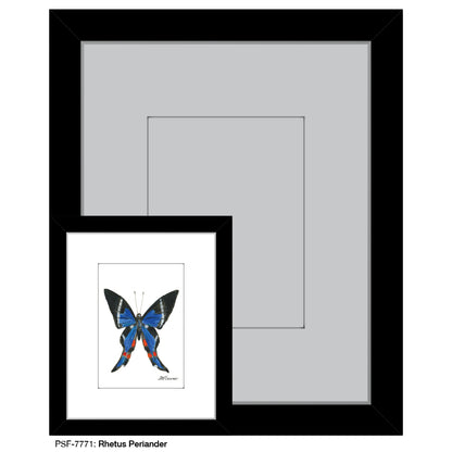 Rhetus Periander, Print (#7771) - Printed Canvas