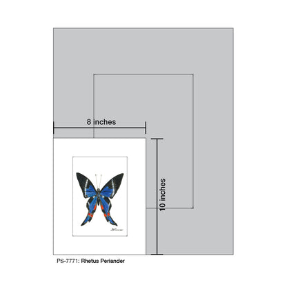 Rhetus Periander, Print (#7771) - Printed Canvas
