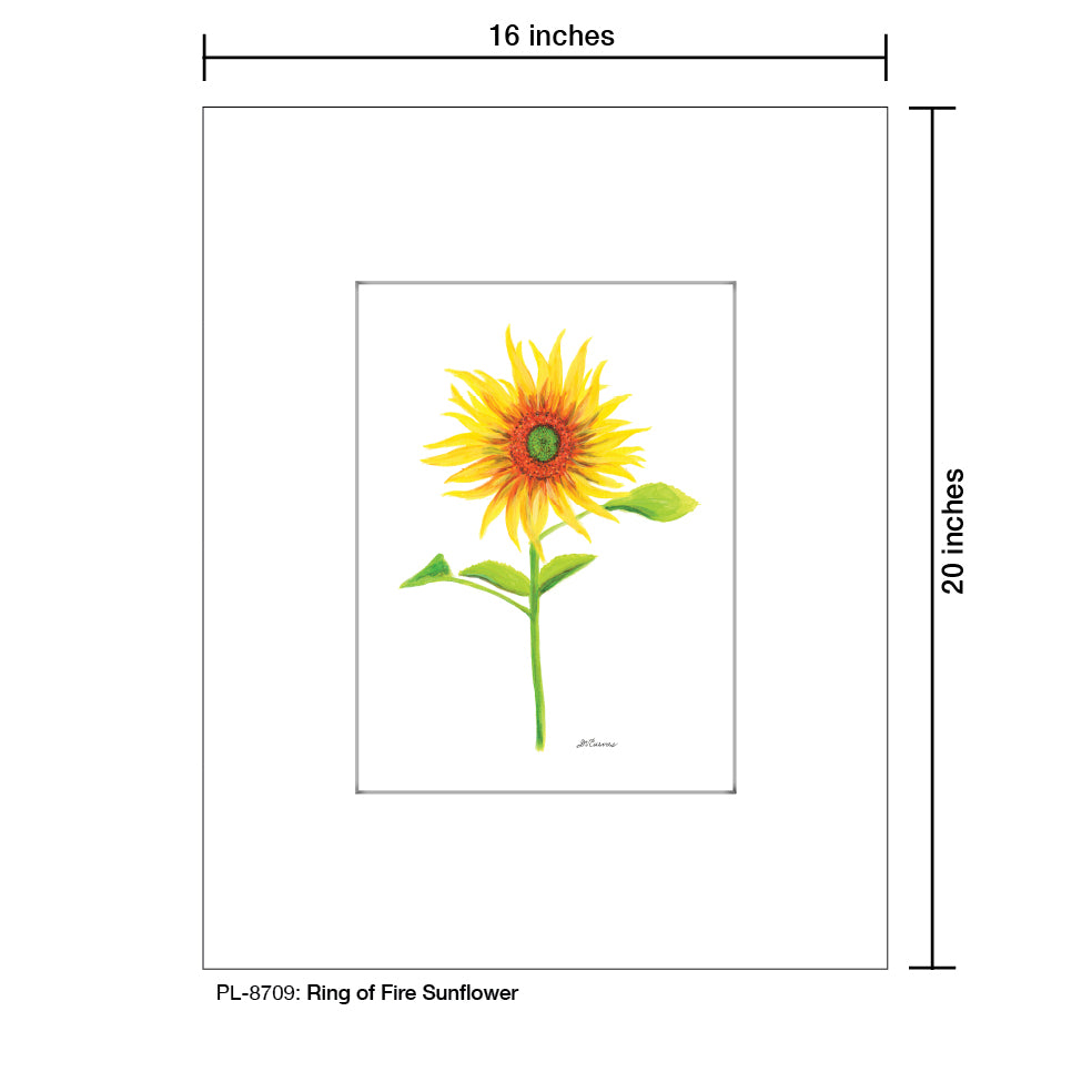 Ring of Fire Sunflower, Print (#8709A), Printe Matted, www.printedcanvas.com