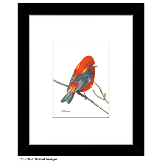 Scarlet Tenager, Print (#7697) - Printed Canvas