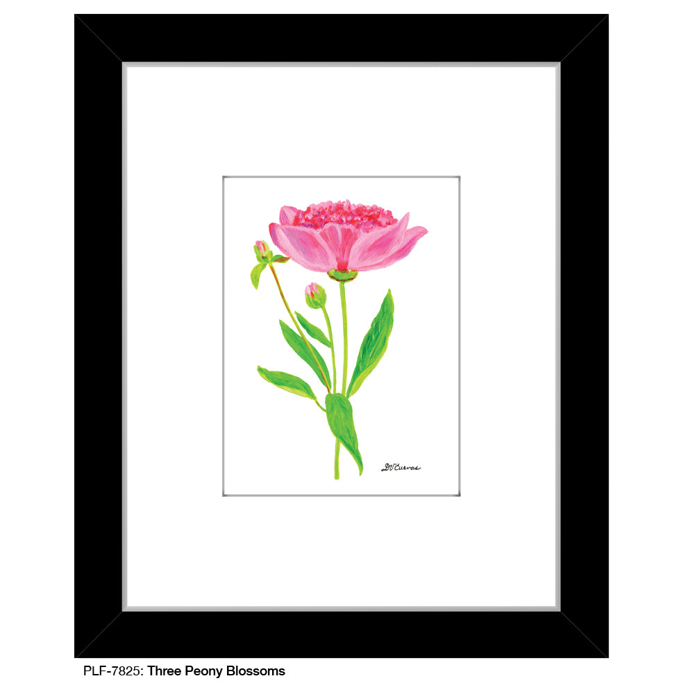 Three Peony Blossoms, Print (#7825E), Print Matted, www.printedcanvas.com