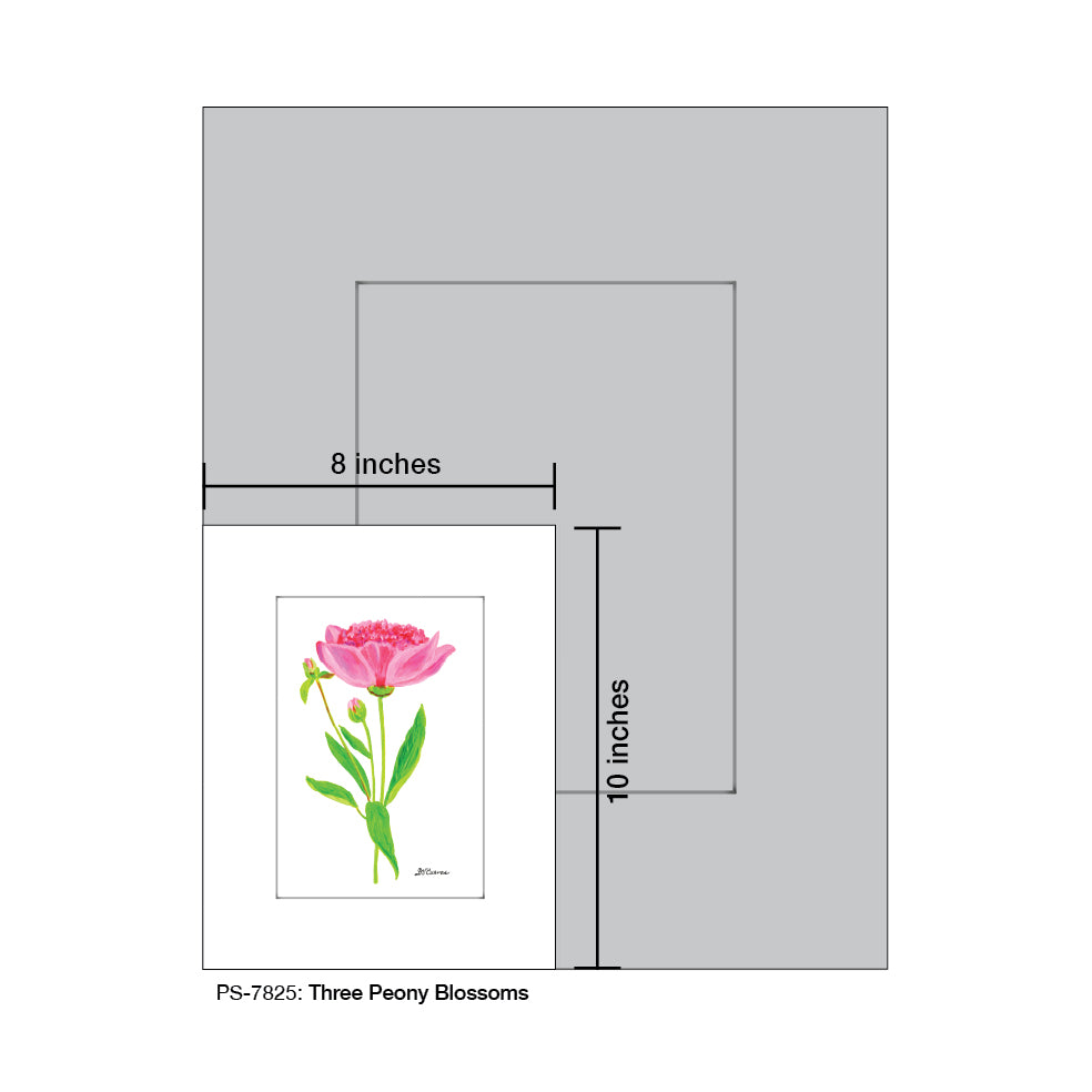 Three Peony Blossoms, Print (#7825E), Print Matted, www.printedcanvas.com