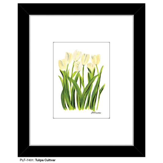 Tulipa Cultivar, Print (#7401A) - Printed Canvas