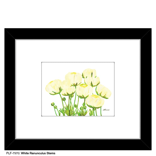 White Ranunculus Stems, Print (#7970) - Printed Canvas