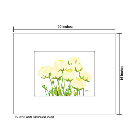 White Ranunculus Stems, Print (#7970) - Printed Canvas