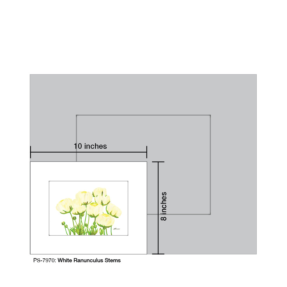 White Ranunculus Stems, Print (#7970) - Printed Canvas