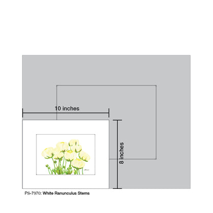 White Ranunculus Stems, Print (#7970) - Printed Canvas