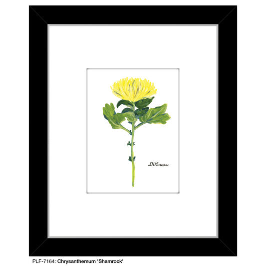 Chrysanthemum 'Shamrock', Print (#7164)