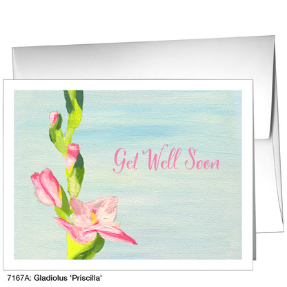 Gladiolus 'Priscilla', Greeting Card (7167A)