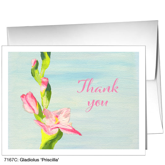 Gladiolus 'Priscilla', Greeting Card (7167C)