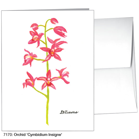 Orchid 'Cymbidium Insigne', Greeting Card (7170)