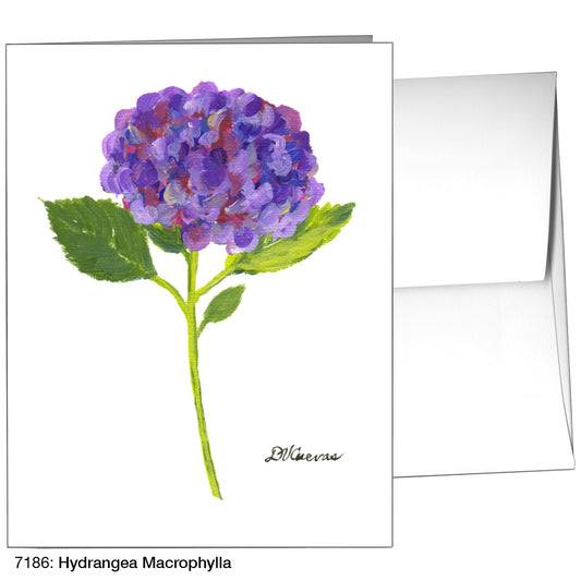 Hydrangea Macrophylla, Greeting Card (7186)