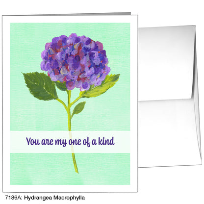 Hydrangea Macrophylla, Greeting Card (7186A)