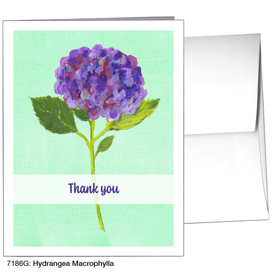 Hydrangea Macrophylla, Greeting Card (7186G)