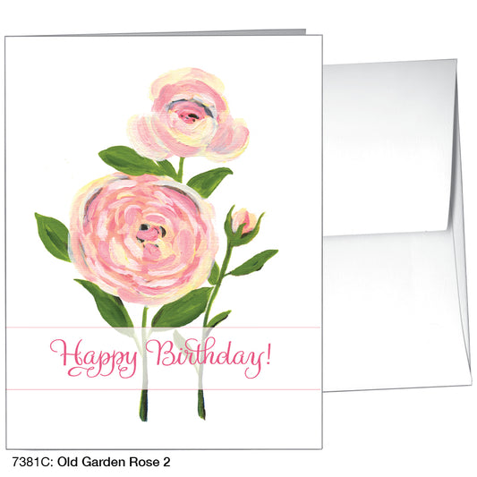Old Garden Rose 2, Greeting Card (7381C)