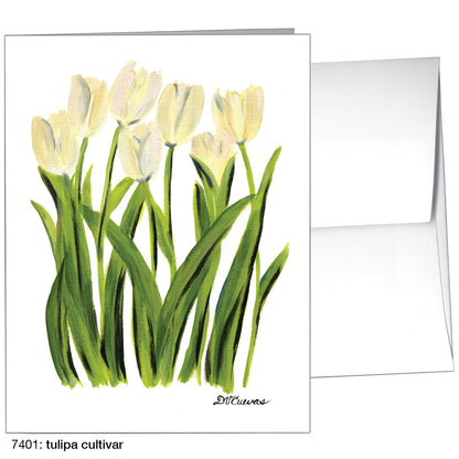 Tulipa Cultivar, Greeting Card (7401)